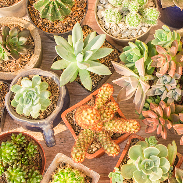 plantas fáceis de cuidar para sala
