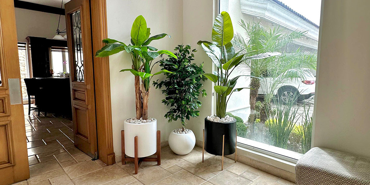 melhores plantas para ambientes com pouca luz e baixa manutenção