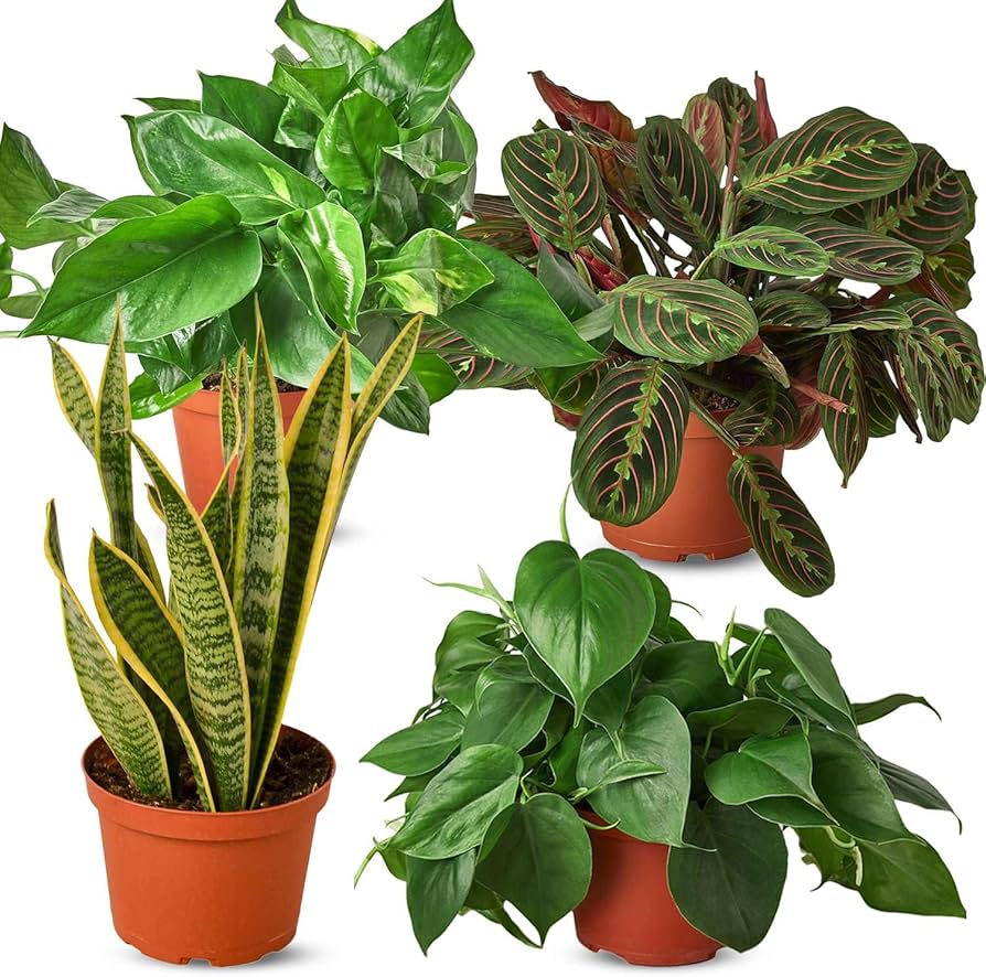 plantas purificadoras de ar para interiores