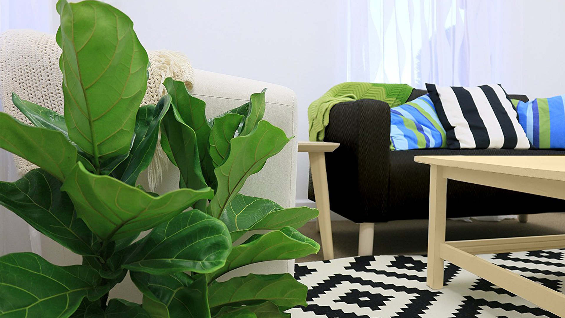 melhores plantas para ambientes com pouca luz e baixa manutenção