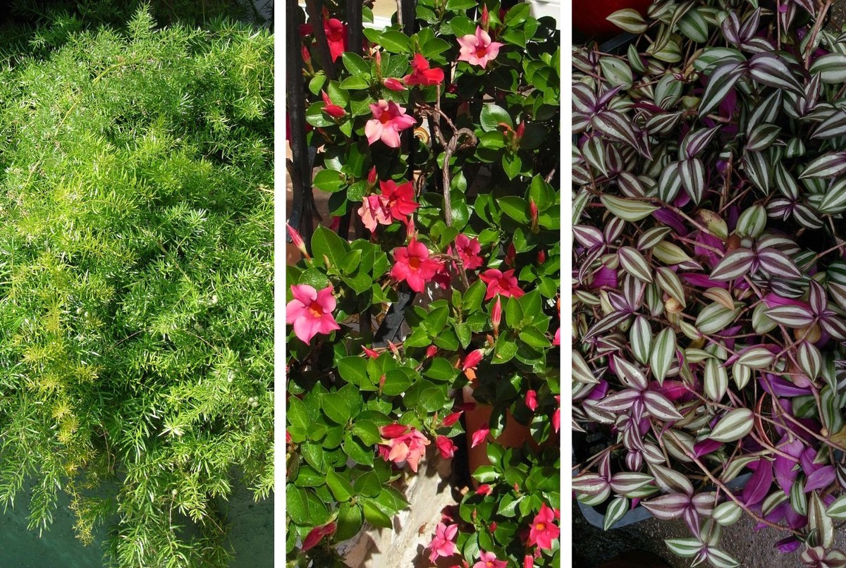 plantas pendentes de sol