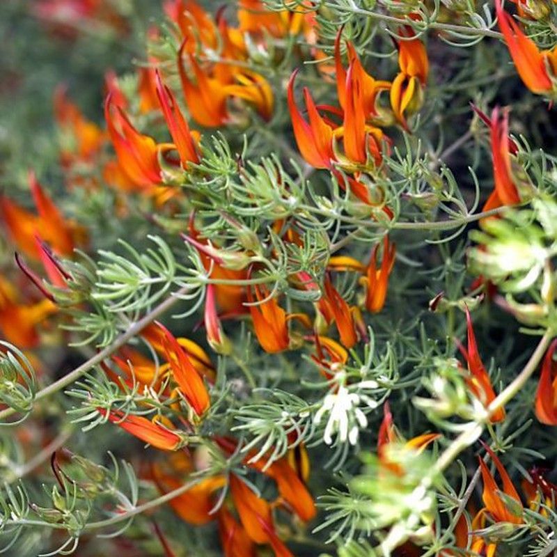 plantas pendentes para sol forte