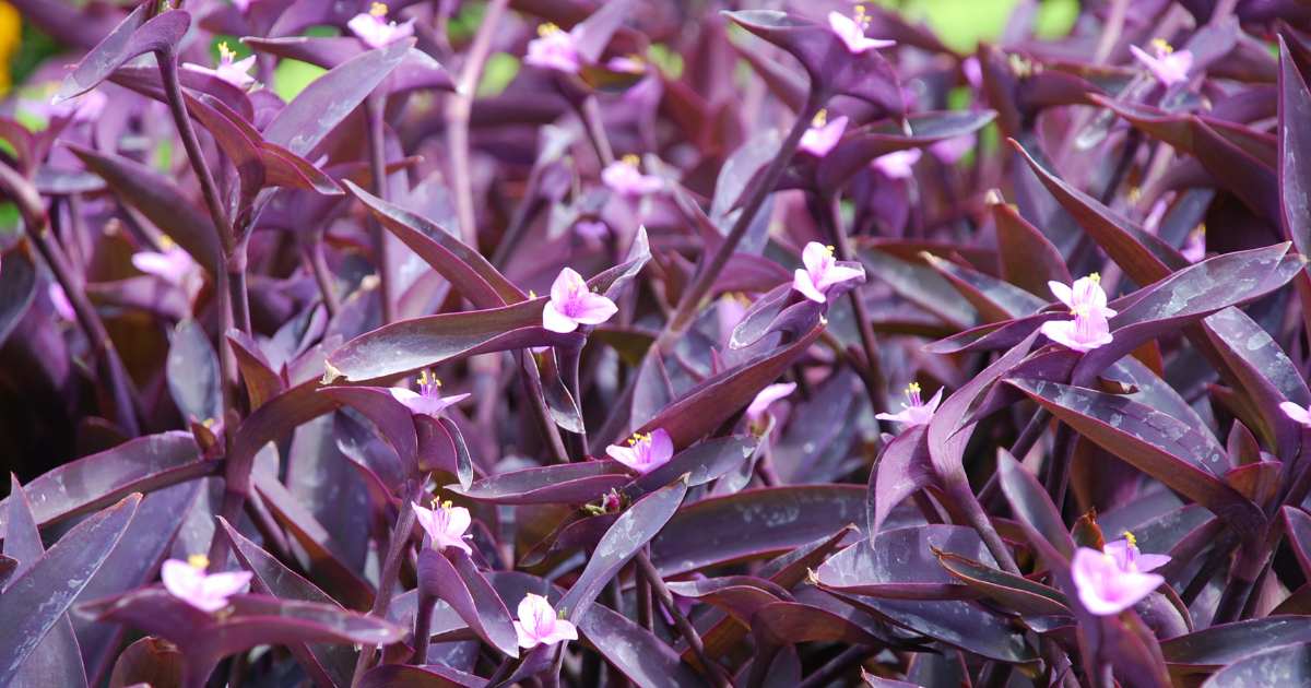plantas pendentes para sol forte