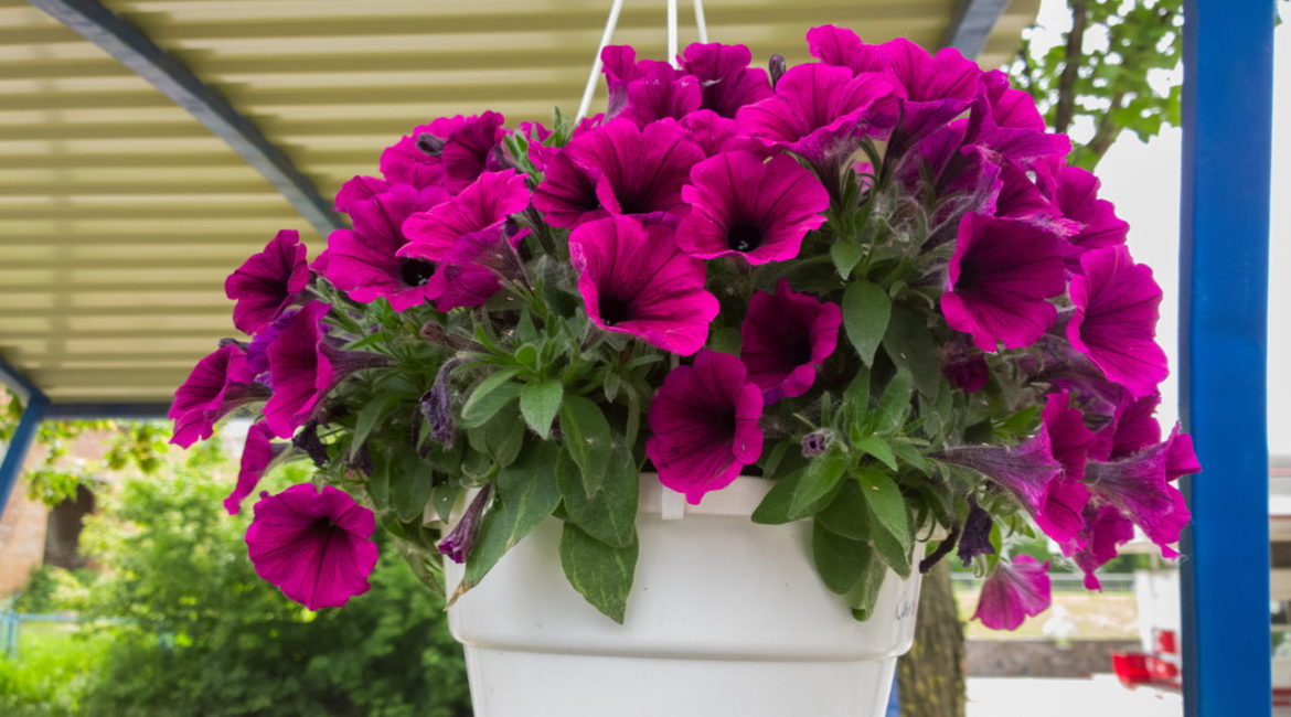 plantas pendentes de sol