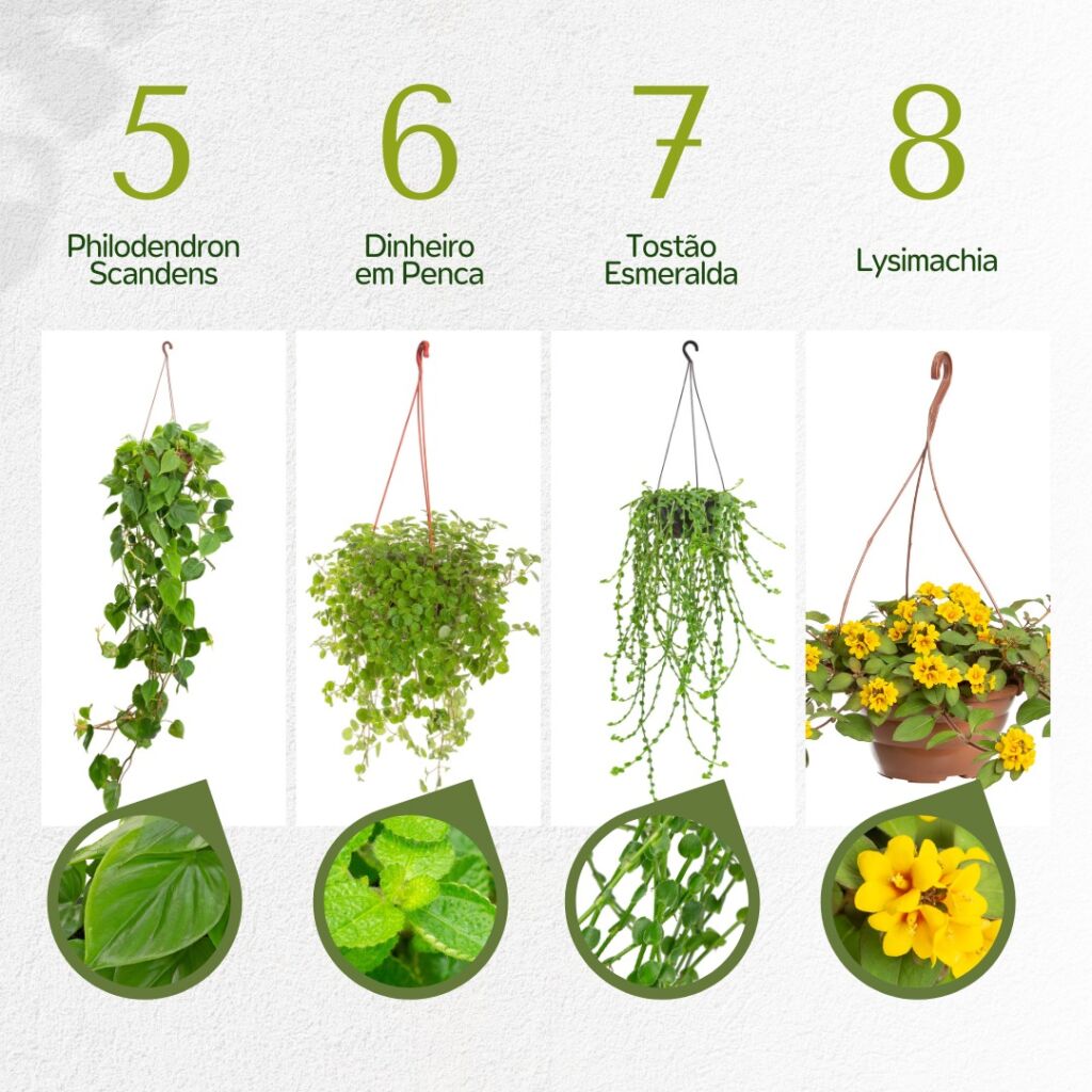 plantas pendentes para sol forte