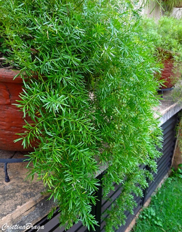 plantas pendentes para sol forte