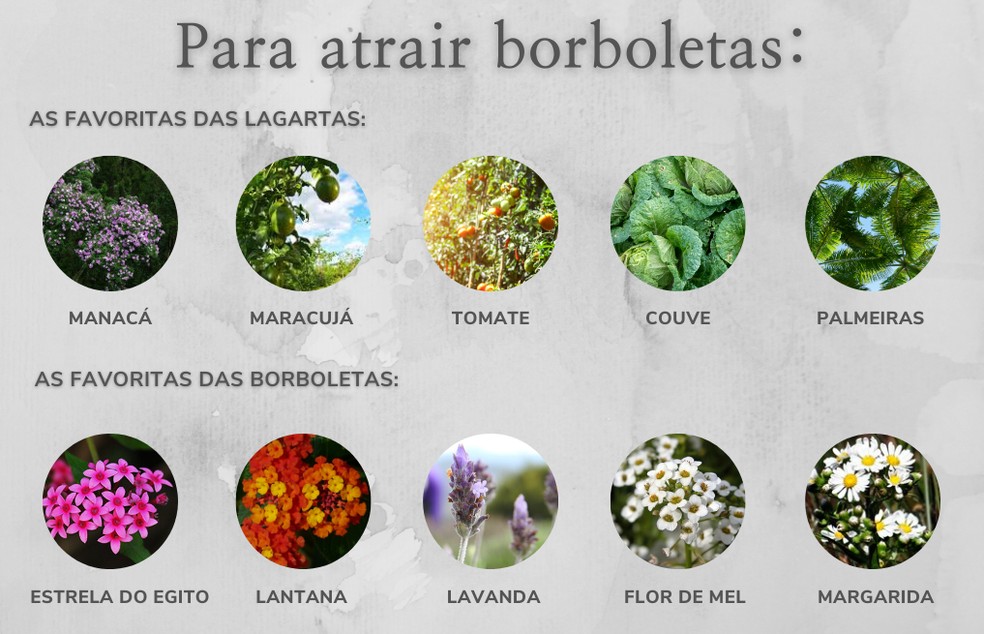 plantas que atraem borboletas