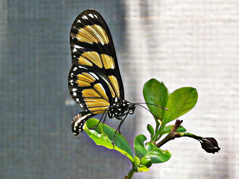 Como criar um jardim de borboletas em pequenos espaços