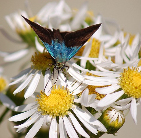 Dicas para atrair borboletas monarcas