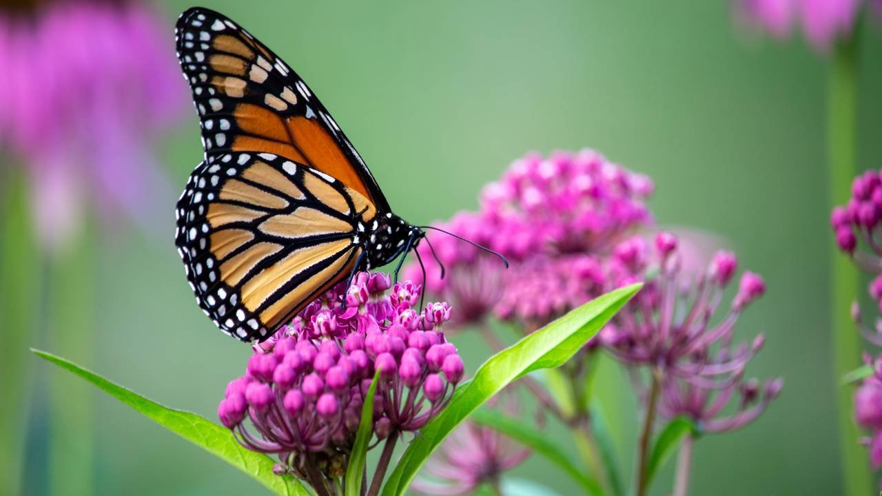Plantas que atraem borboletas e outros polinizadores