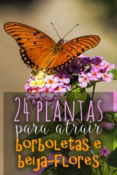 Guia completo de plantas hospedeiras para borboletas