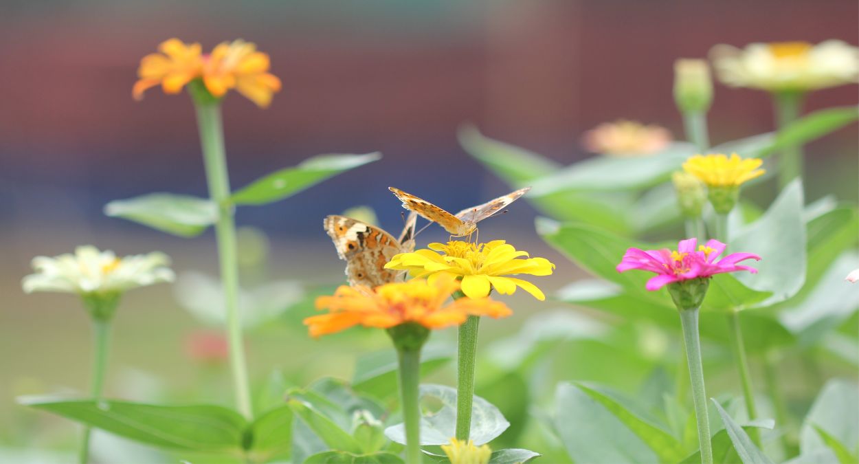 Guia completo de plantas hospedeiras para borboletas