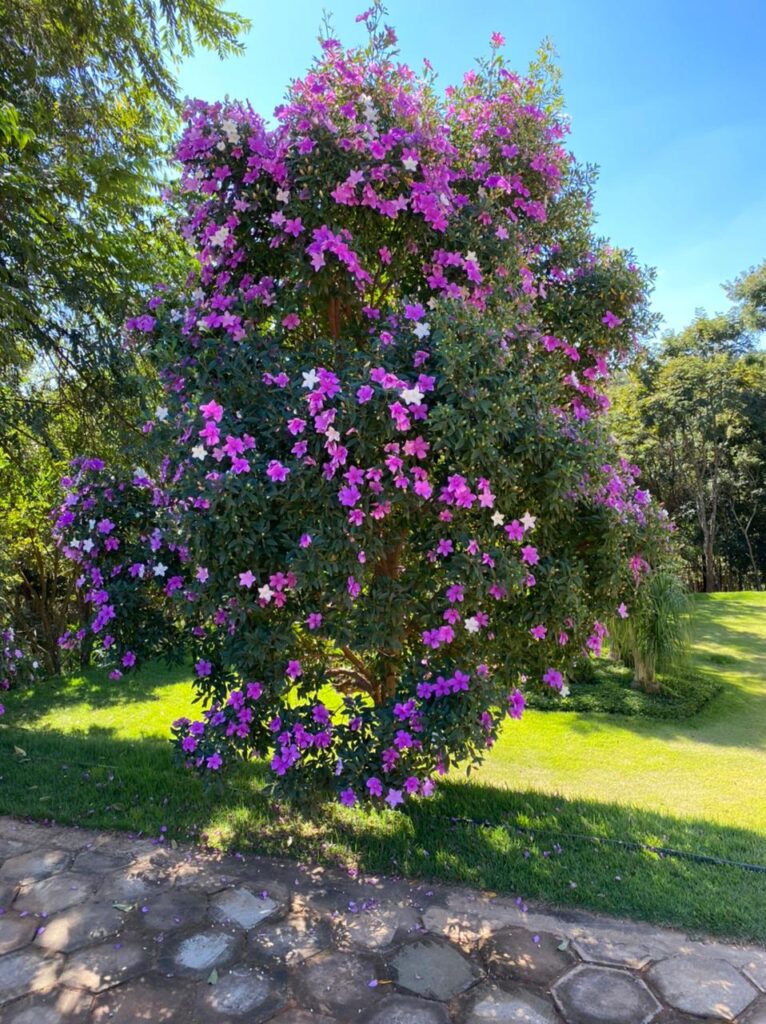 Benefícios das borboletas para o ecossistema do seu jardim