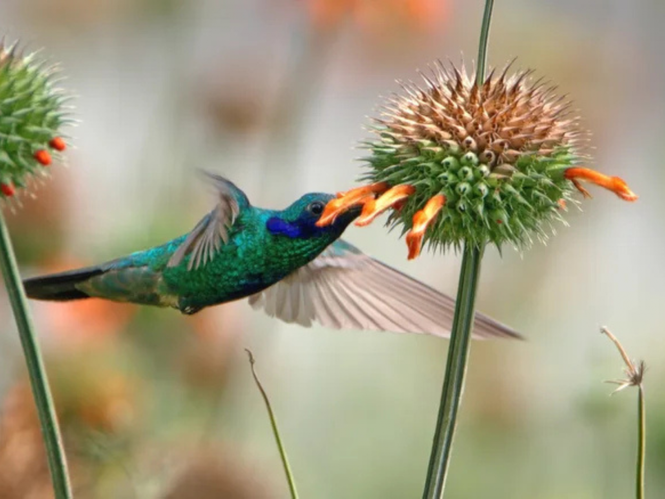 Dicas para atrair borboletas monarcas