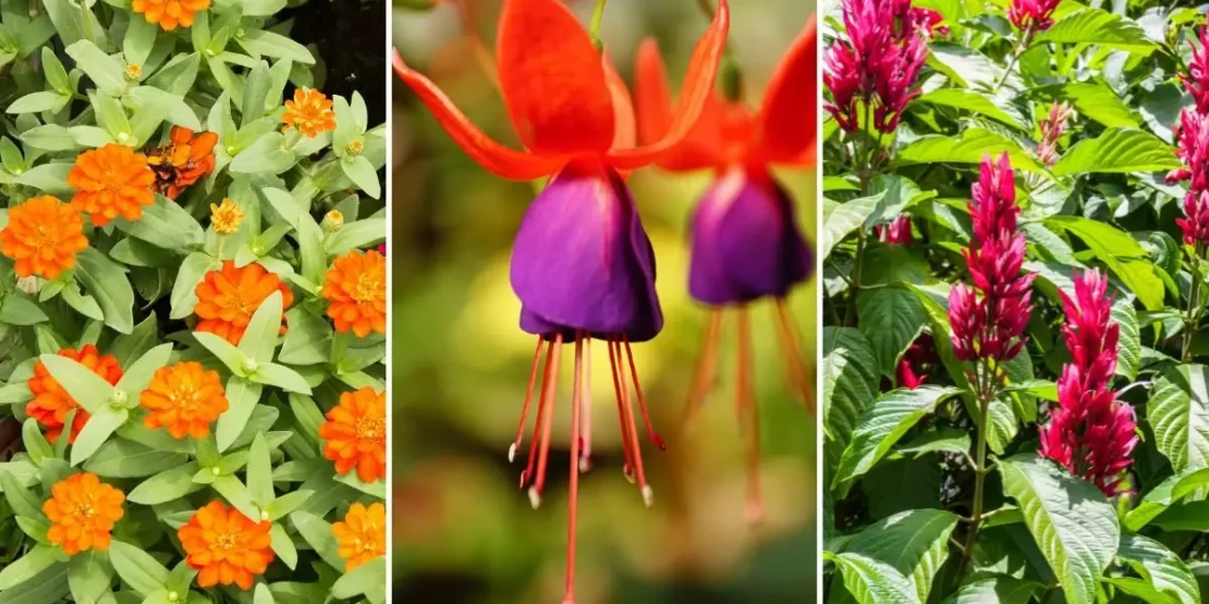 Plantas que atraem borboletas e outros polinizadores