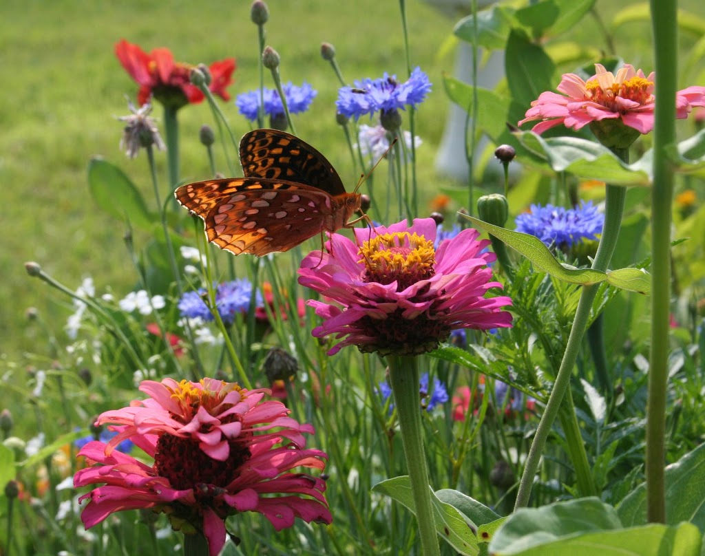plantas que atraem borboletas
