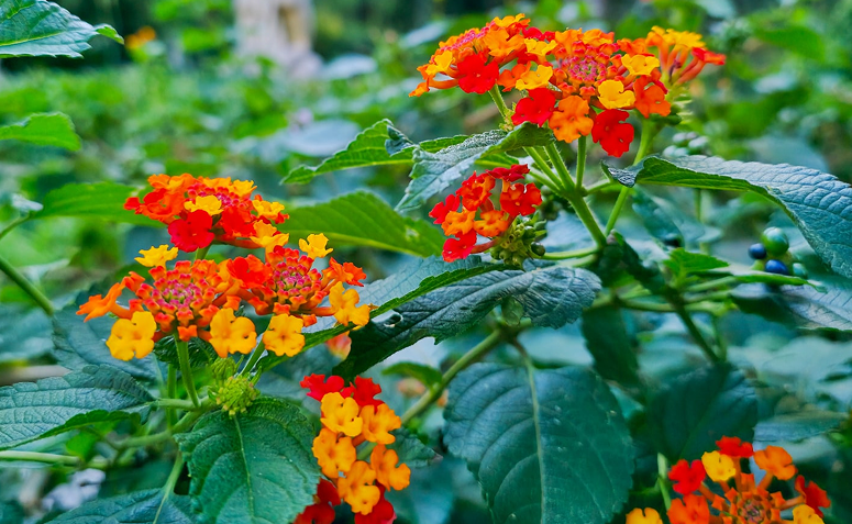 Como criar um jardim de borboletas em pequenos espaços