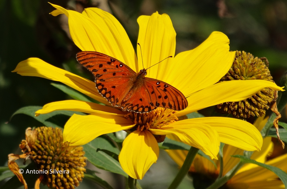 Benefícios das borboletas para o ecossistema do seu jardim