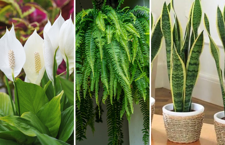 plantas que gostam de sol pleno