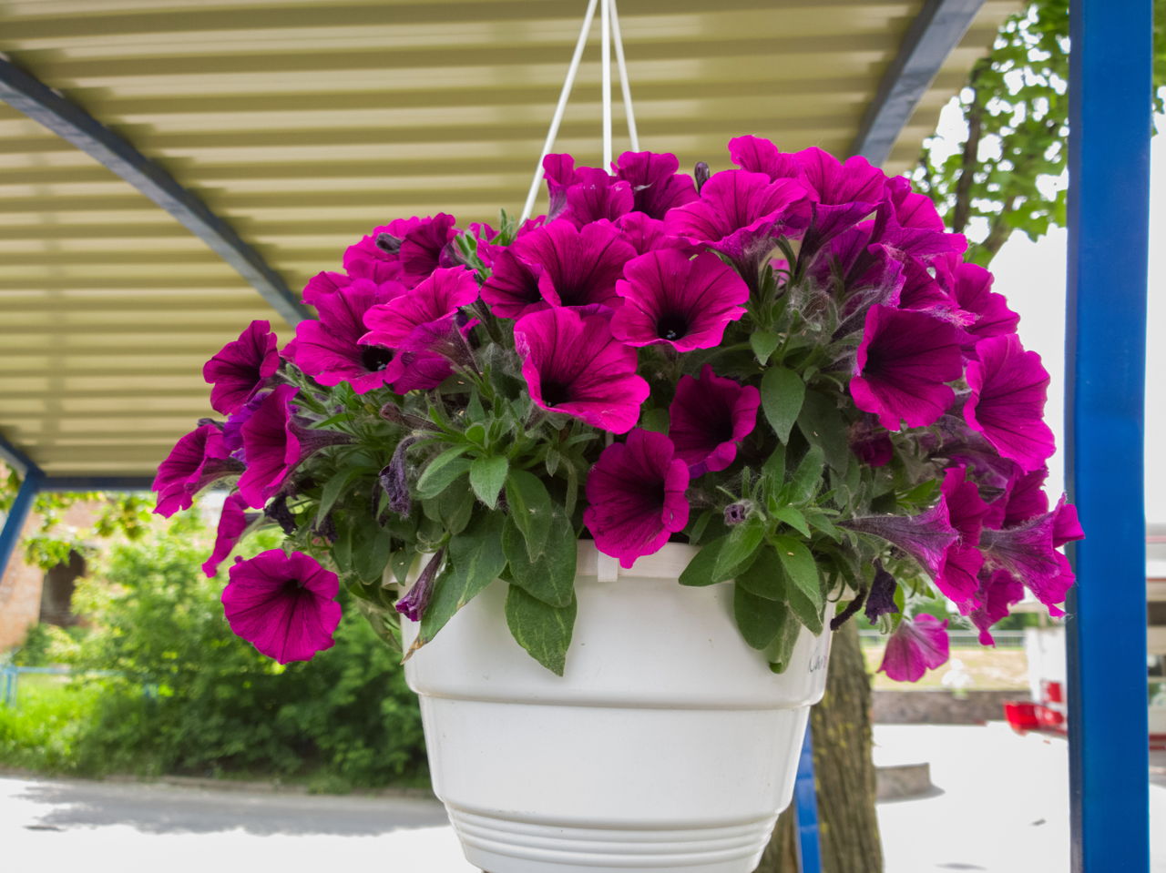 Onze-horas: A Rainha da Resistência para seu Jardim