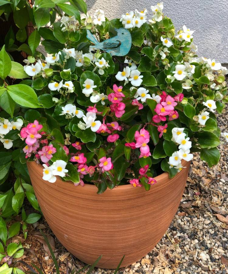 Como Usar Bougainvillea para Decorar Muros e Fachadas