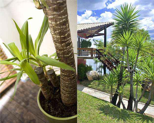 Petúnias: Guia Completo para uma Floração Exuberante