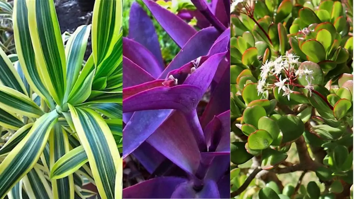 Onze-horas: A Rainha da Resistência para seu Jardim