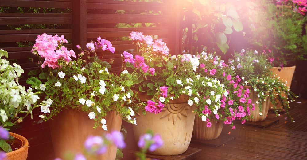 Como Usar Bougainvillea para Decorar Muros e Fachadas