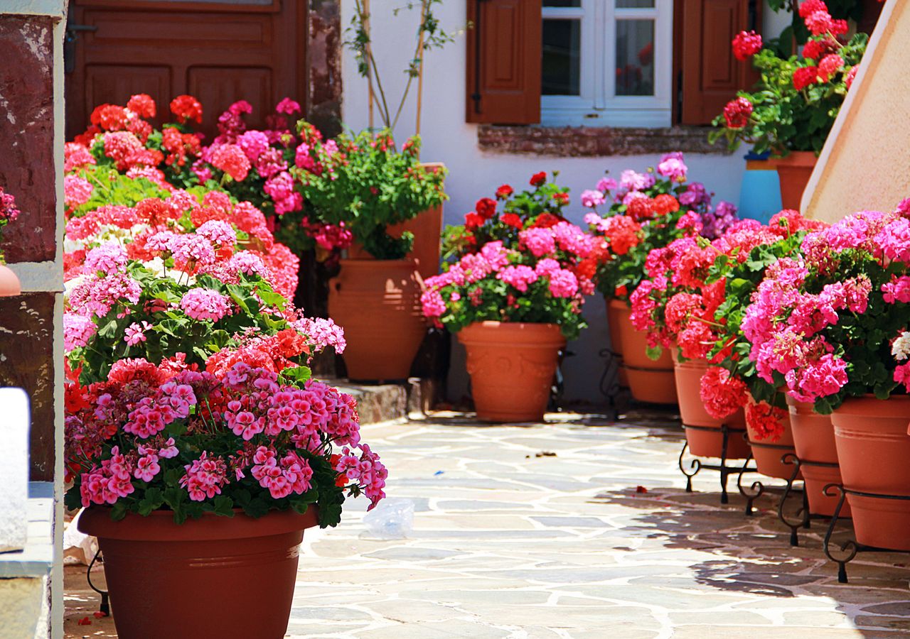 Petúnias: Guia Completo para uma Floração Exuberante