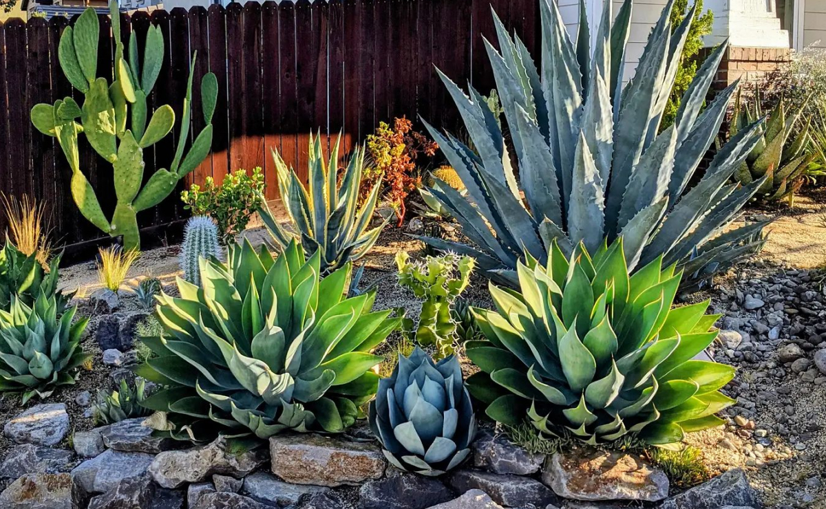 Petúnias: Guia Completo para uma Floração Exuberante