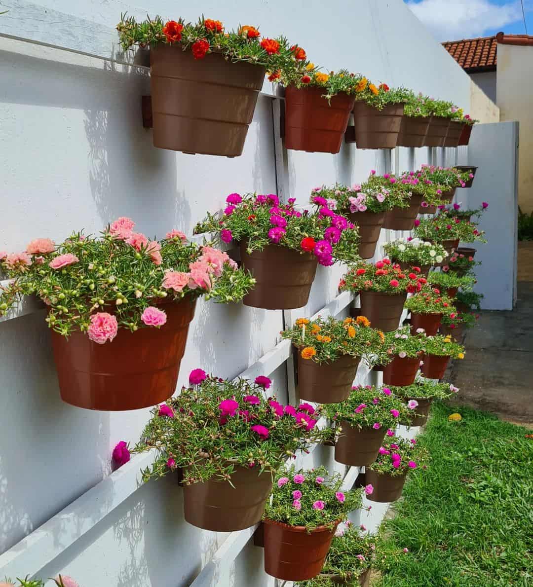 5 Dicas para Cuidar de Rosas do Deserto no Sol Forte