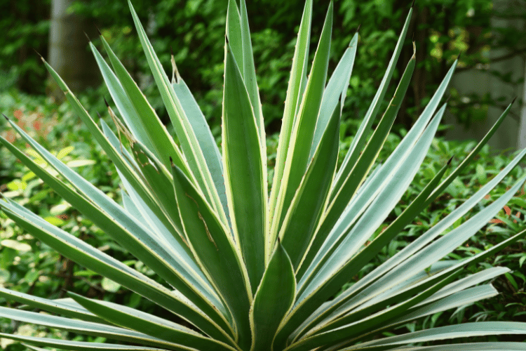 Onze-horas: A Rainha da Resistência para seu Jardim