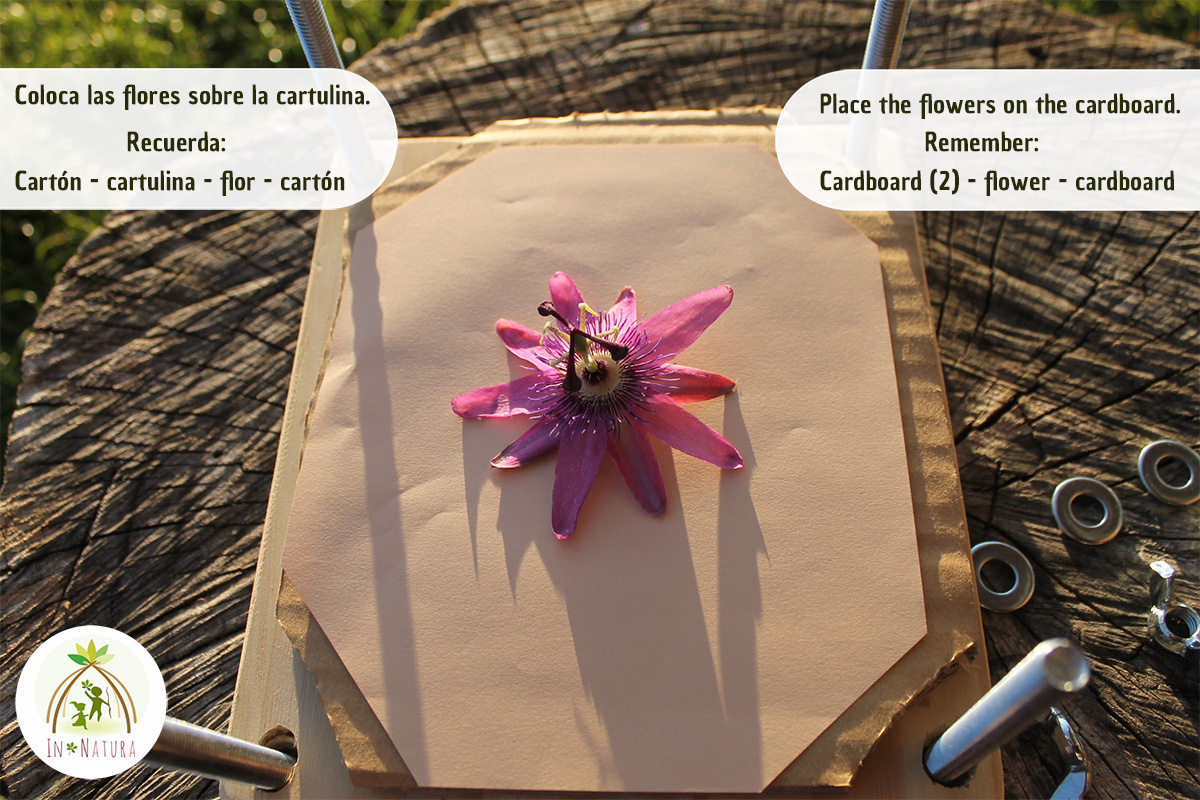 Prensa de Flores Profissional vs. Caseira: Qual Escolher?