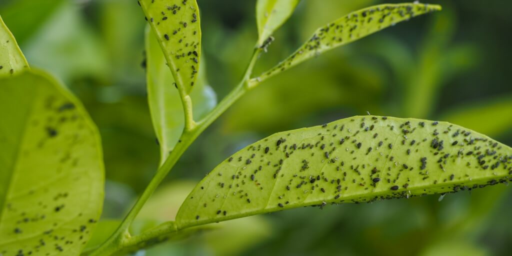 pulgao como eliminar