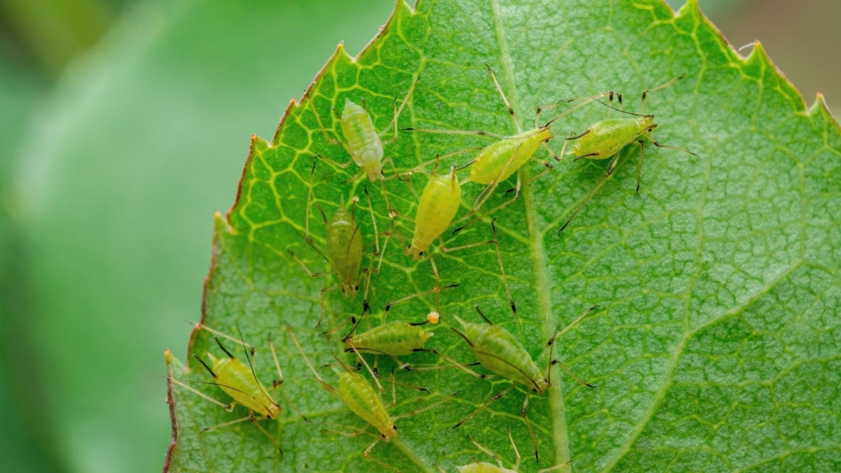 como acabar com pulgões em plantas naturalmente