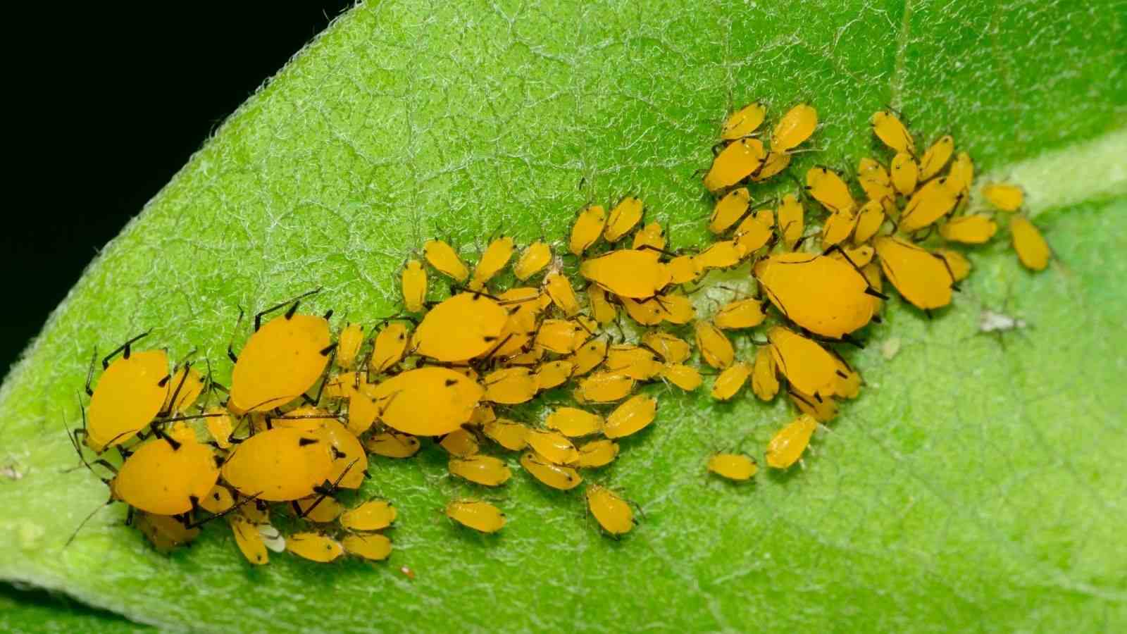 inseticida natural para pulgões e lagartas