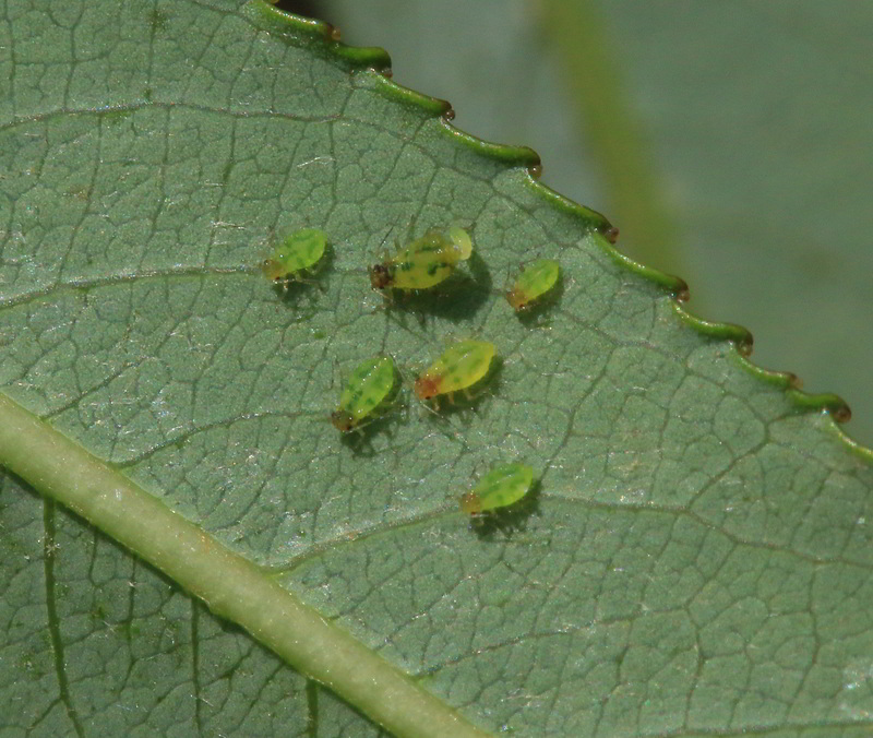 como usar óleo de neem contra pulgões