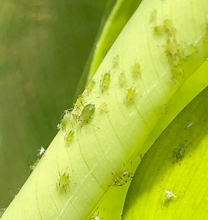 detergente neutro mata pulgões