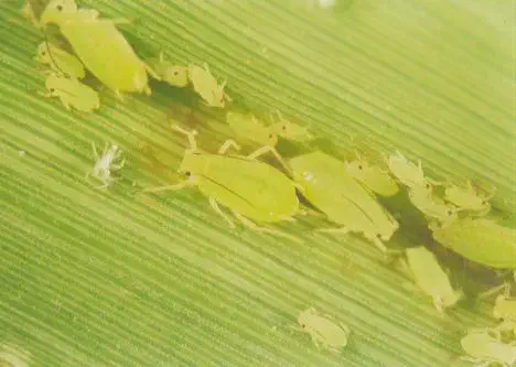 pulgao como eliminar