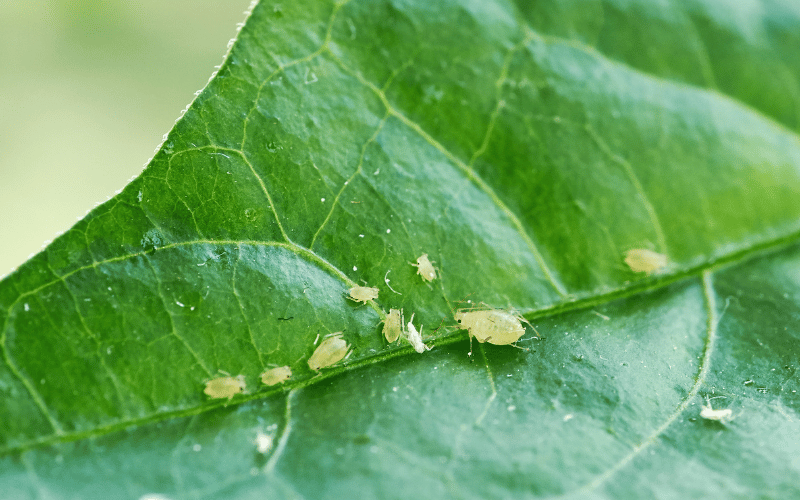 receita caseira para matar pulgões