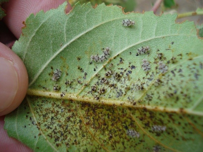 receita caseira para matar pulgões