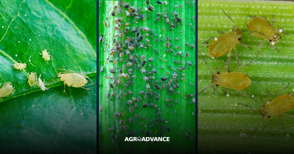 vinagre de maçã para pulgões em plantas