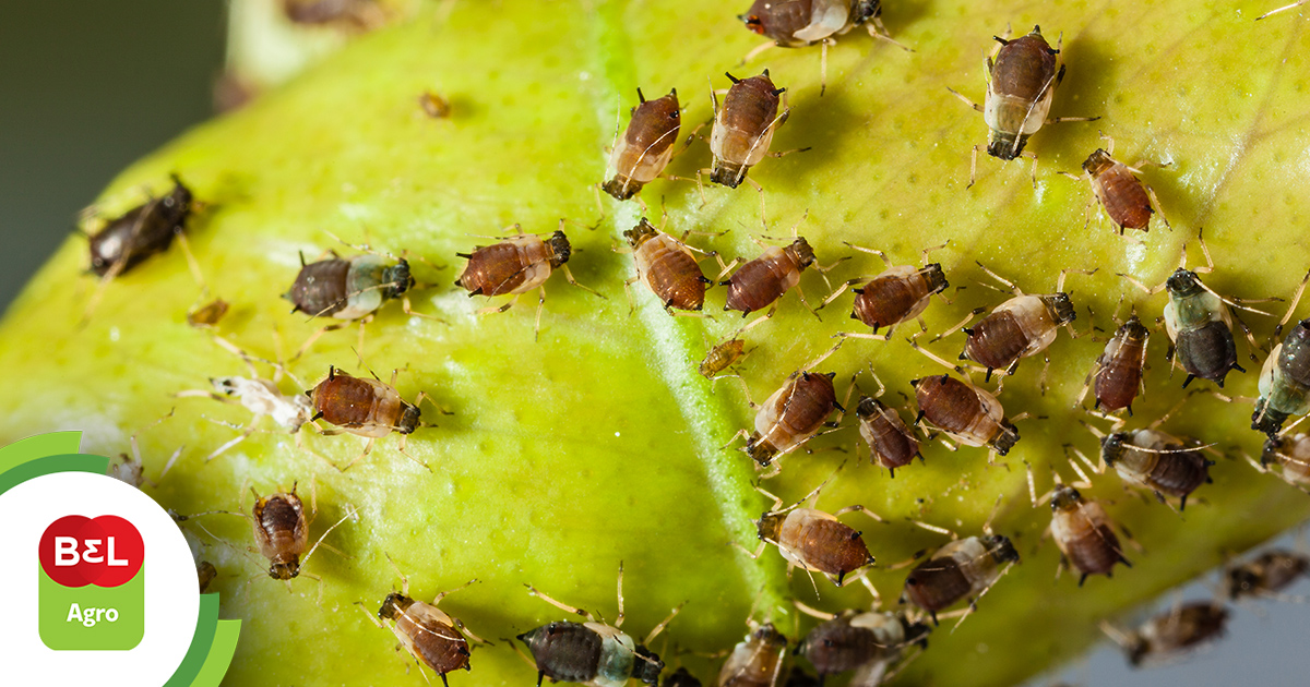 como usar óleo de neem contra pulgões