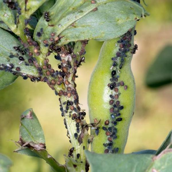 vinagre de maçã para pulgões em plantas