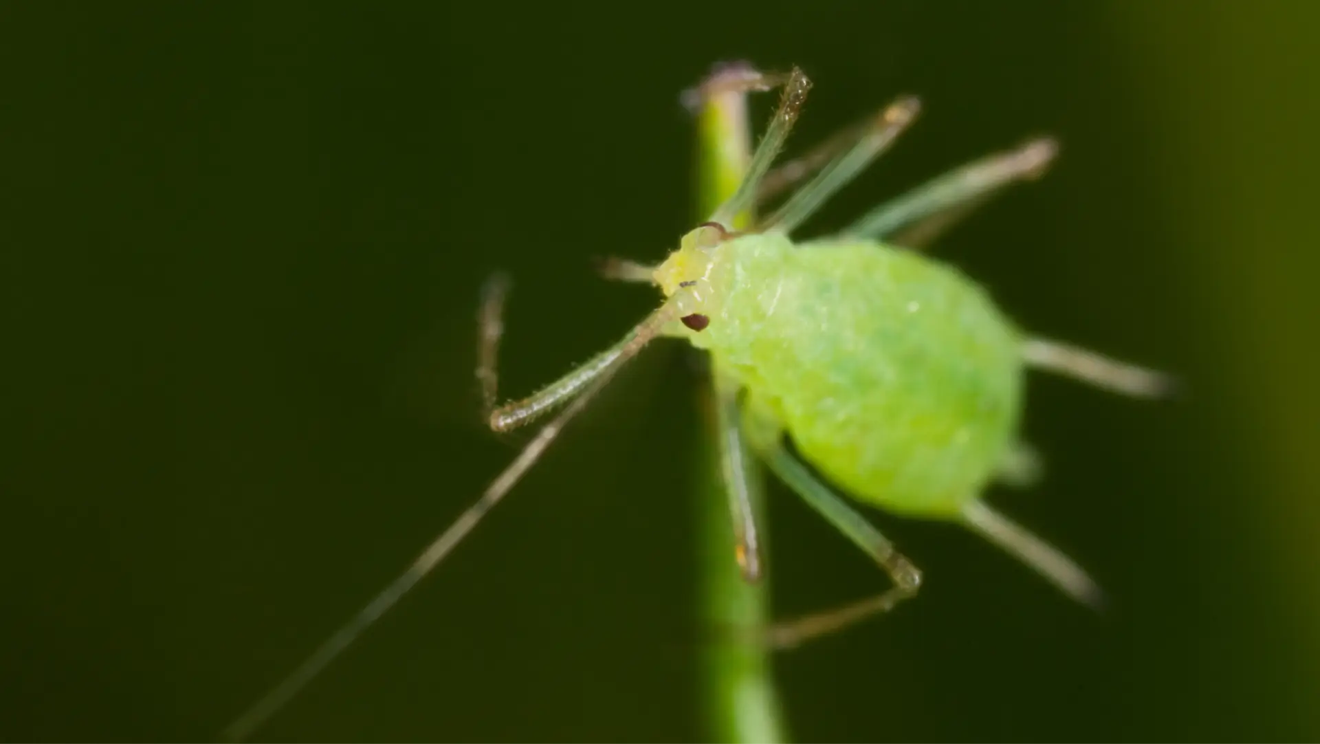 pulgao como eliminar