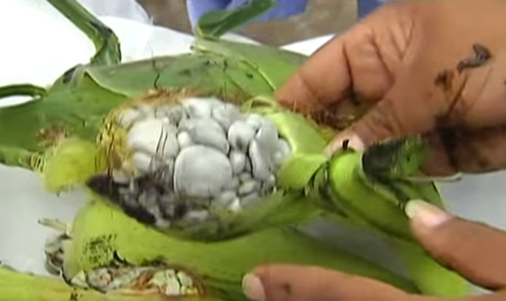 Quiabo na Airfryer: Receita Rápida