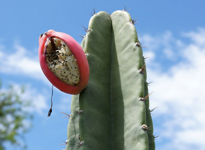 quanto precisa de água para um cacto