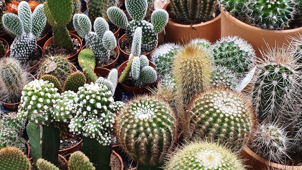 Os erros mais comuns na rega de cactos e como evitá-los