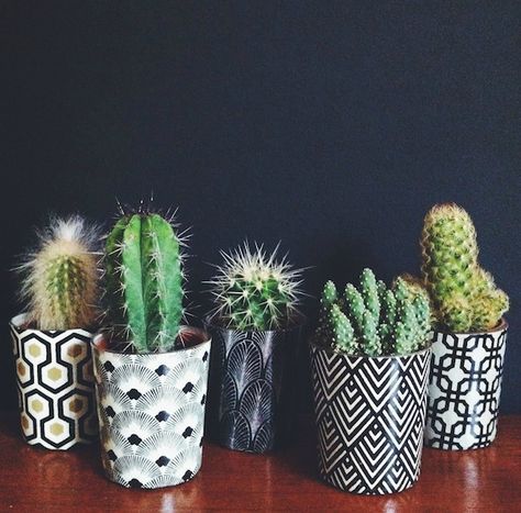 Drenagem perfeita: A importância dos vasos e furos para a saúde do seu cacto