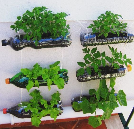 Plantas para Horta Vertical: Quais Cultivar e Como Garantir o Espaçamento Correto
